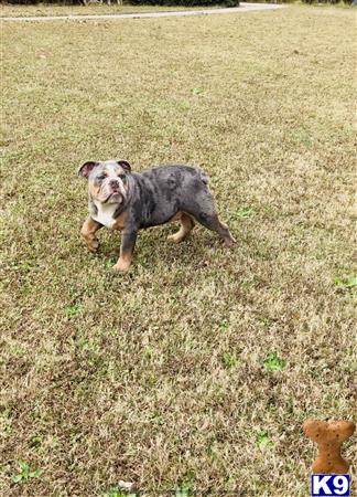 English Bulldog dog